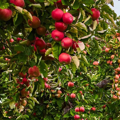 Multi Commodity Cluster